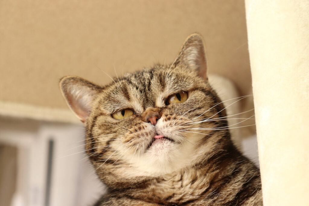 夢をかなえるゾウ０(ゼロ) ガネーシャと夢を食べるバク（総括）