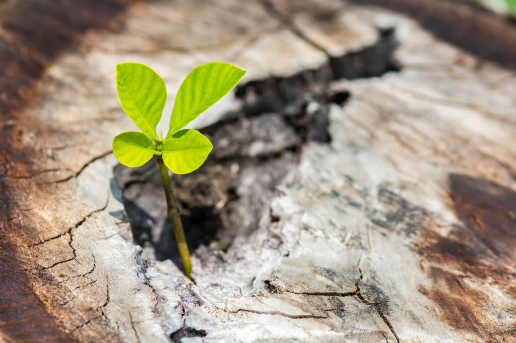 夢を諦めかけているあなたへ―『夢をかなえるゾウ0 ガネーシャと夢を食べるバク』が教える、人生再起動の魔法