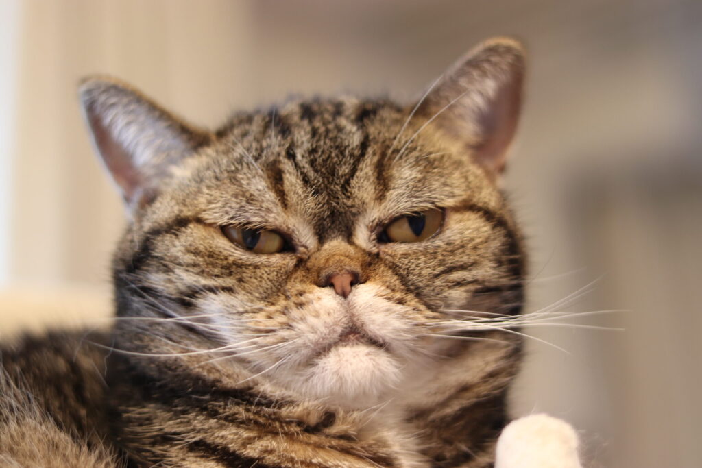 眠れなくなるほど面白いデトックスの話 - 『なんとなく不調』がすべて消える！最高の体調を取り戻す科学的方法【要約】