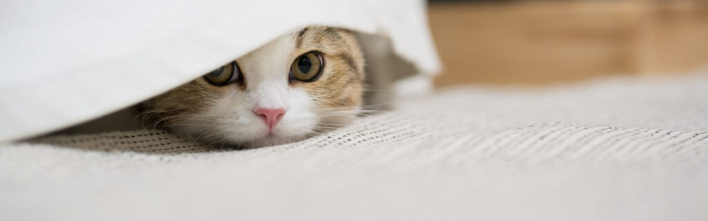 人生に迷ったあなたへ贈る、最高の処方箋―『夢をかなえるゾウ4 ガネーシャと死神』が教える、本当の幸せの見つけ方