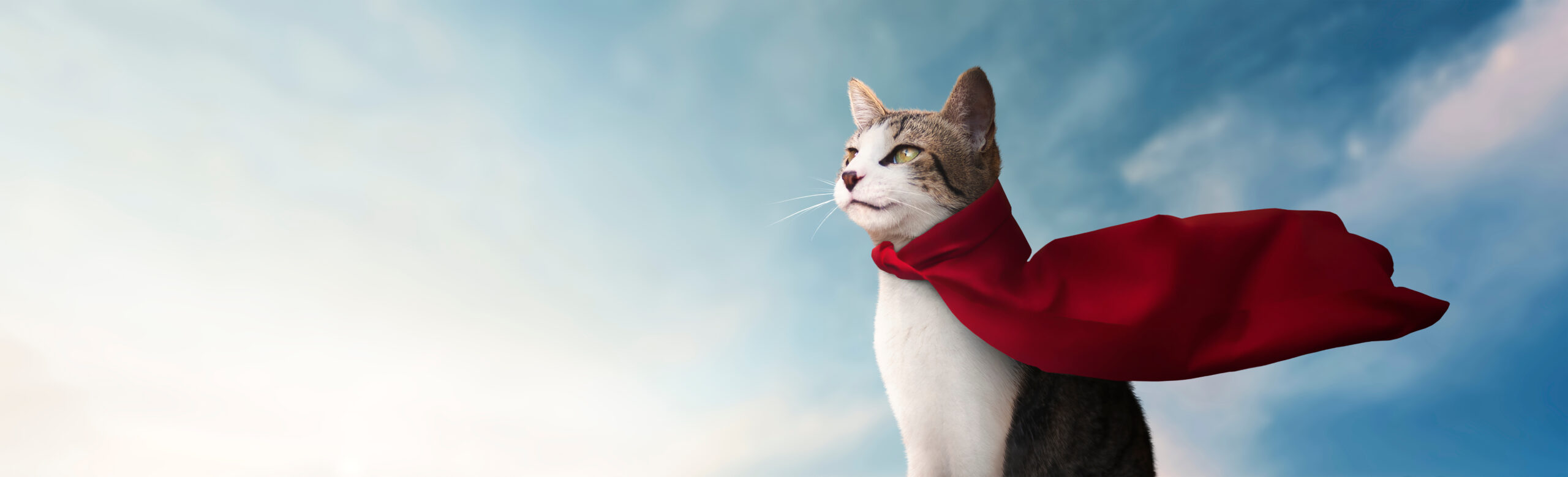 赤いマントをつけた猫が空を見上げるイメージ。学び直しと再スタートへの勇気を表す画像