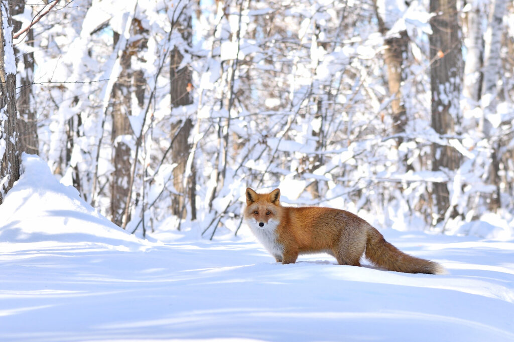 株式会社タイムカプセル社(喜多川 泰) 十年前からやってきた使者 株式会社タイムカプセル社(喜多川 泰) 十年前からやってきた使者