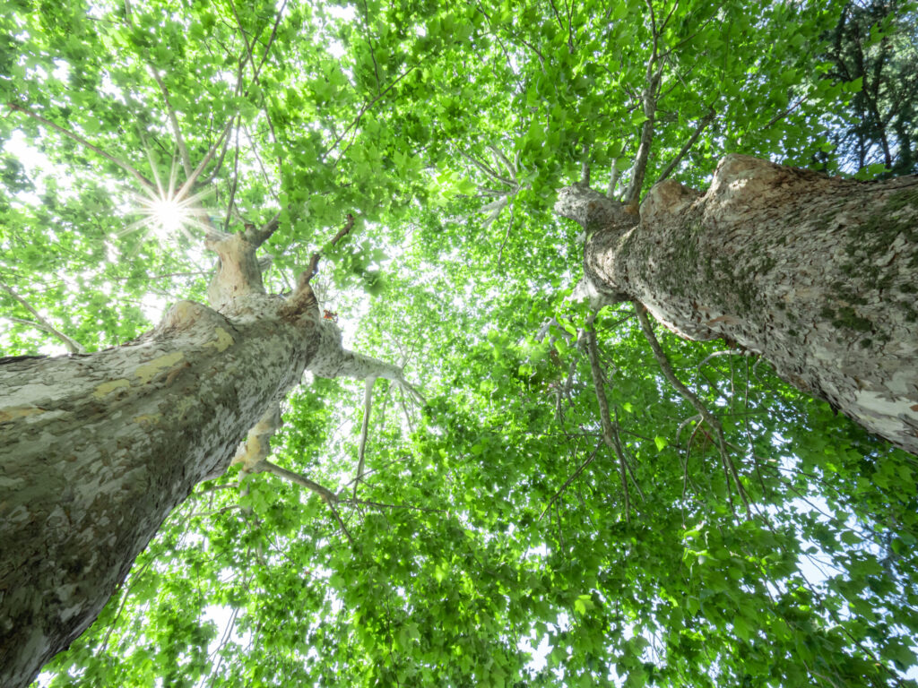 神社の秘密がこんなに面白いなんて！渋谷申博先生の図解神社の話