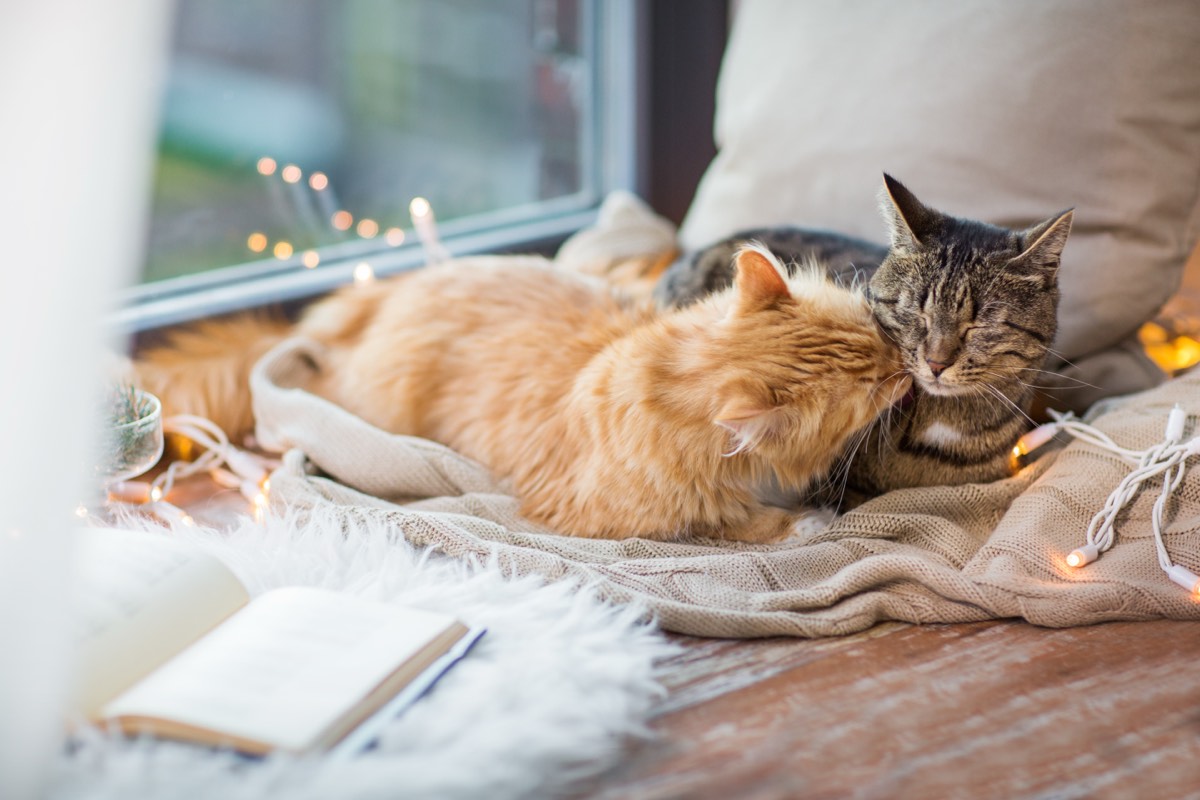 窓辺で寄り添って眠る2匹の猫。平屋で猫2匹と暮らす夢