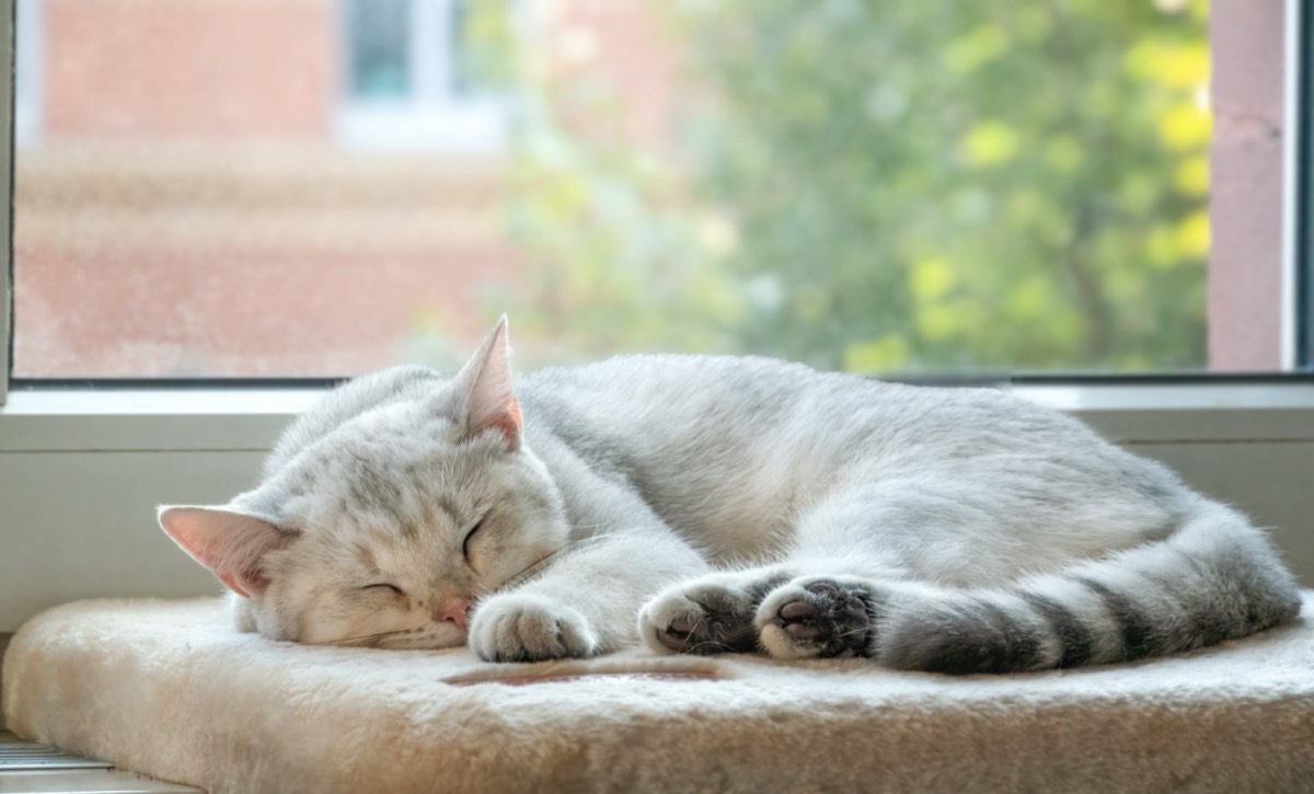 窓辺で眠る猫。1日誰とも話さない日の過ごし方の見本