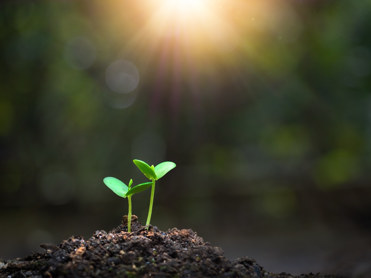 土から芽を出したばかりの若い植物。回数を積み上げることの比喩