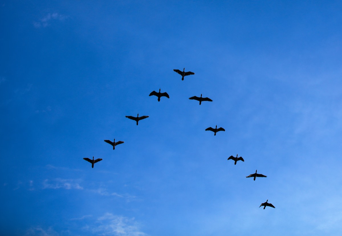 青空を編隊で飛ぶ鳥の群れ。あなた次第でこの世界は素晴らしい場所になるの要約で著者が言う、空から自分の人生を眺める視点を表す場面