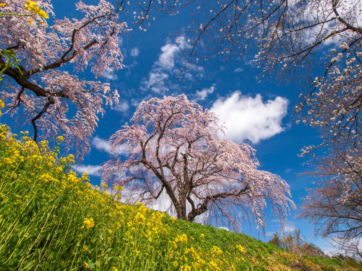 前祝いの法則の要約で扱う予祝の起源。満開の桜と菜の花の風景