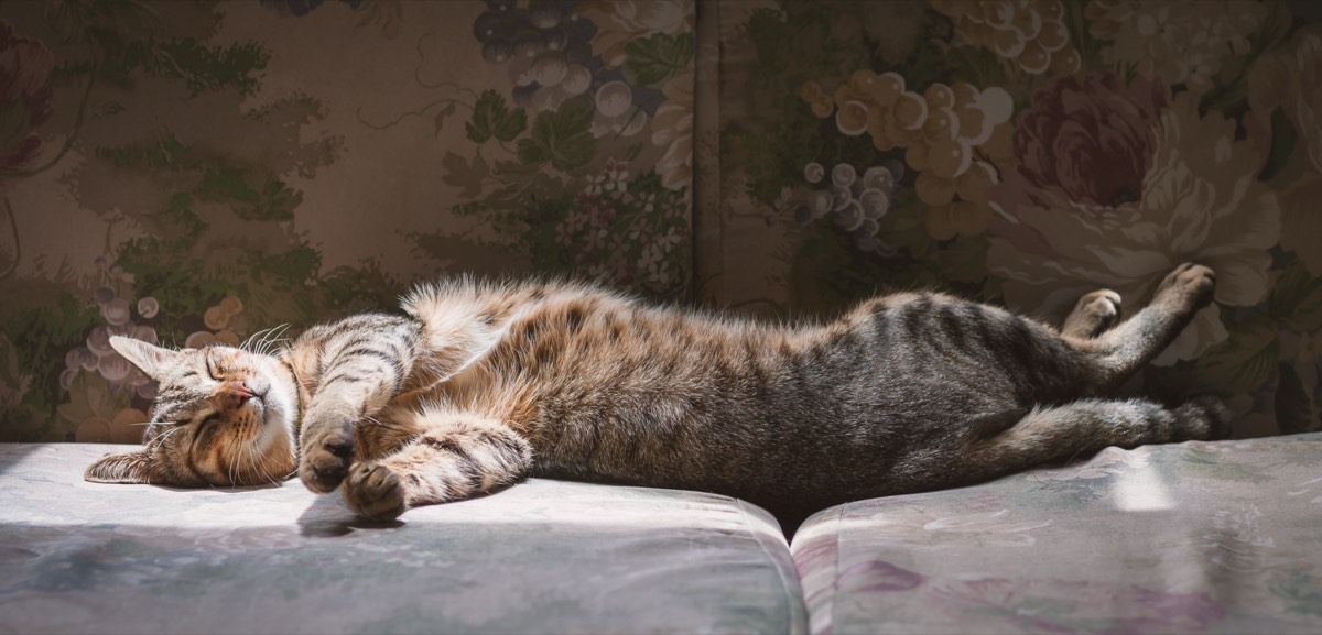 日差しの入るソファで眠る猫