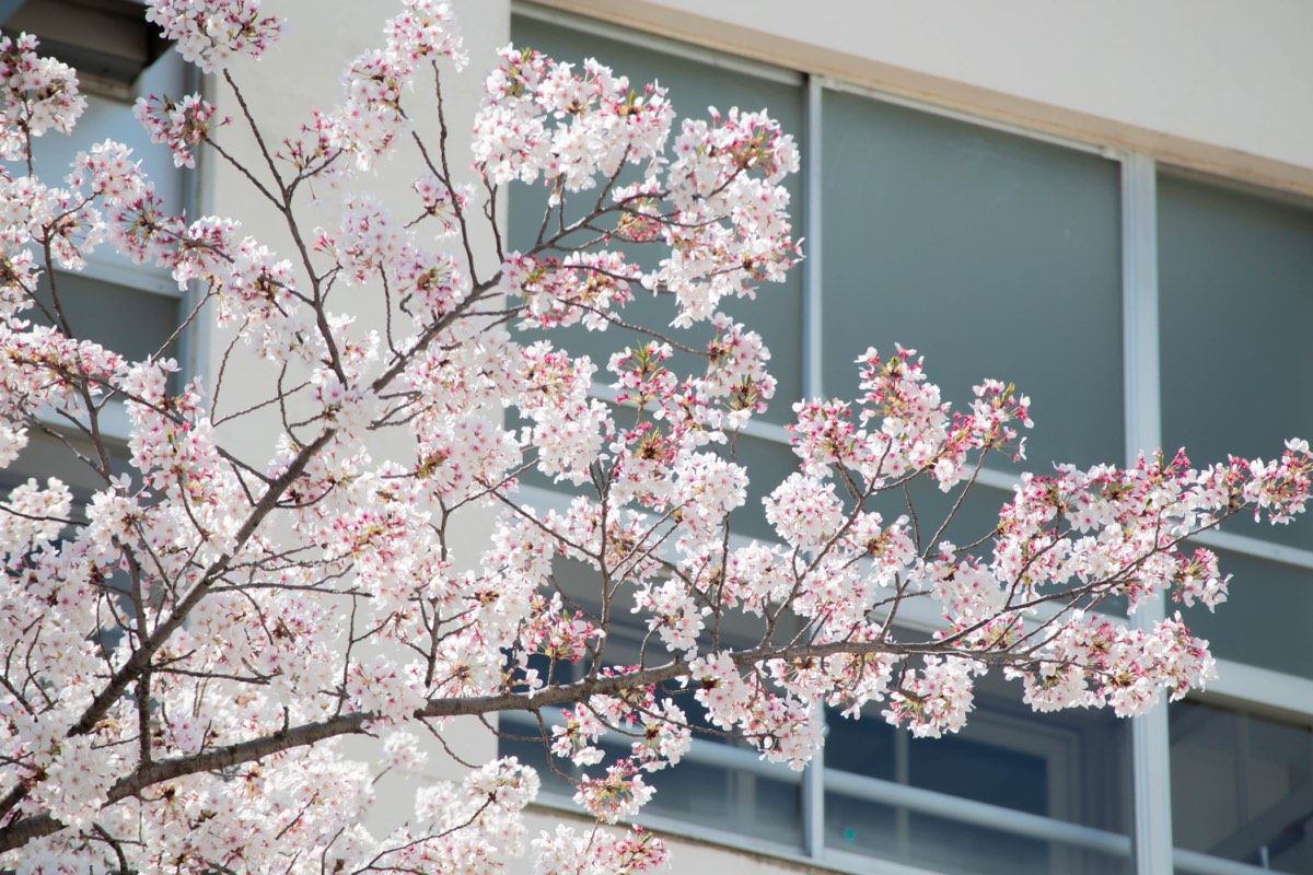 満開の桜と校舎。53歳で新しい挑戦を始めると、気づけば一年生