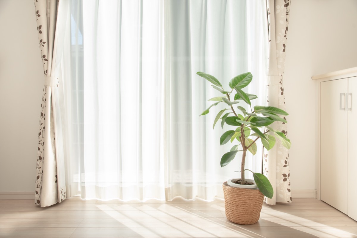 リビングの窓際に置かれた観葉植物と朝の光。開運はおうちが8割の要約のまとめで、家の1か所を整えたあとの場面