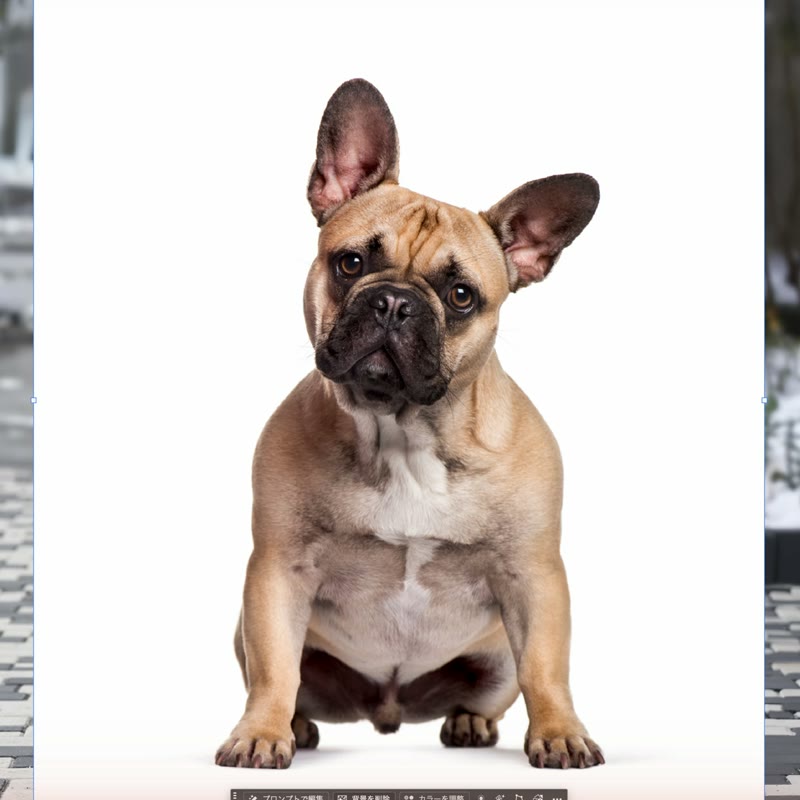 Photoshopの背景を削除で白背景の犬を切り抜いたところ