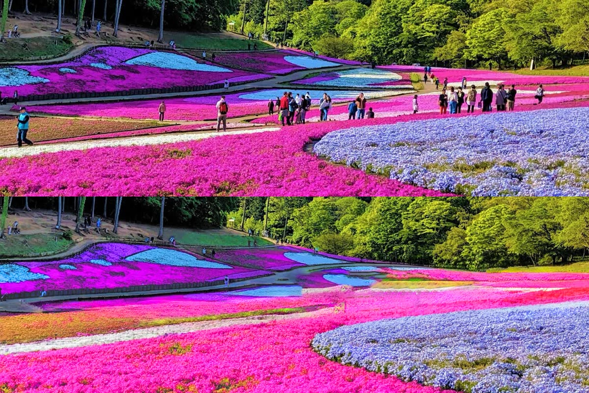 Photoshopの削除ツールで花畑の人を消す前と後を拡大した画像