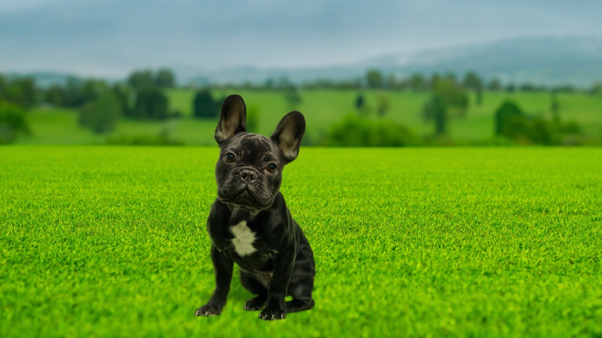 Photoshopの合成で犬を芝生に置き、調和でなじませた完成写真