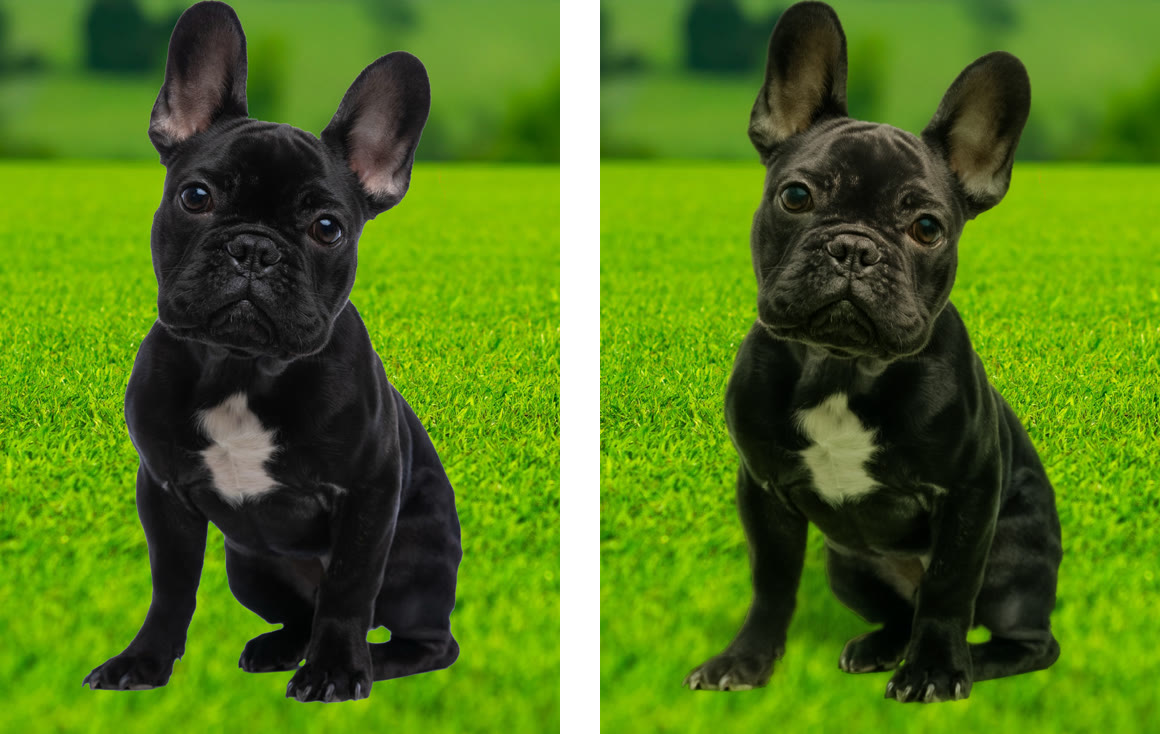 Photoshopの合成で調和を使う前と後の比較。後は毛に緑が映り足元に影がある