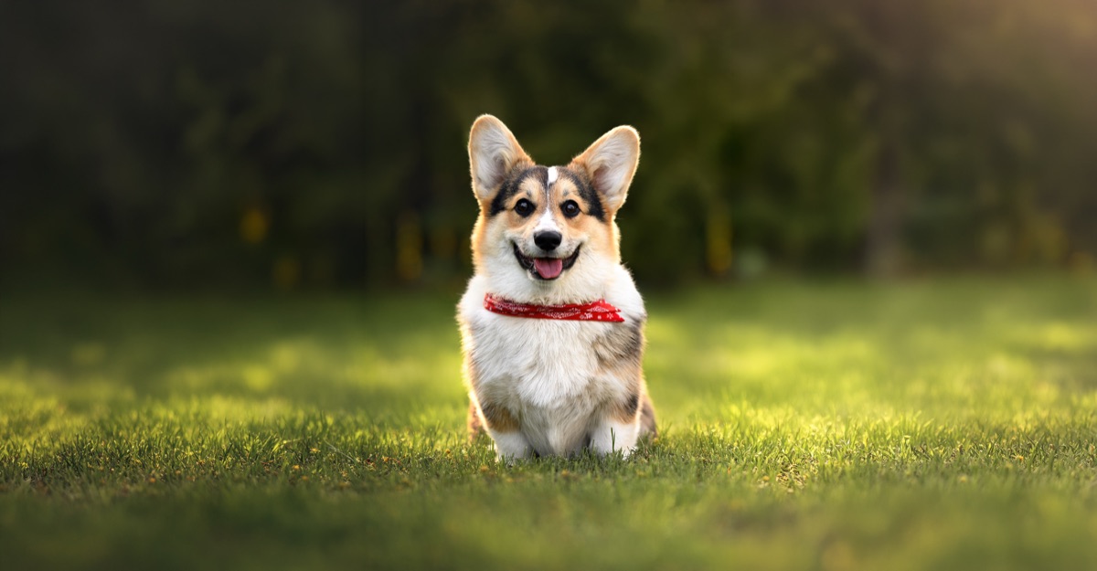 Photoshopの生成塗りつぶしで赤いバンダナを描き足し、生成拡張で横長に広げたコーギーの写真