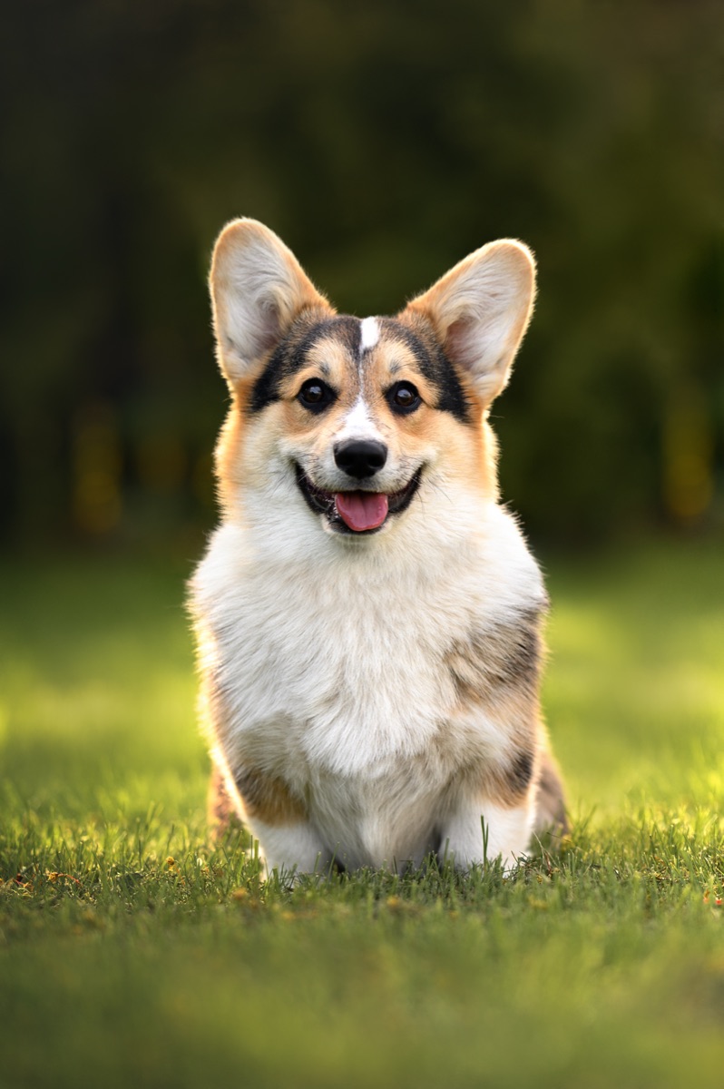 Photoshopの生成塗りつぶしで使う前の縦長のコーギーの写真